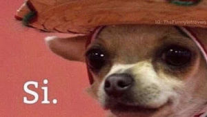 Meet your Posher, Lia